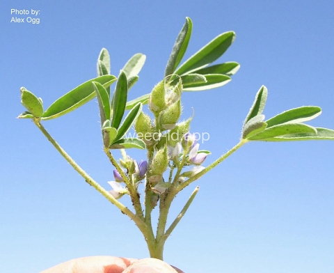 lupine, low